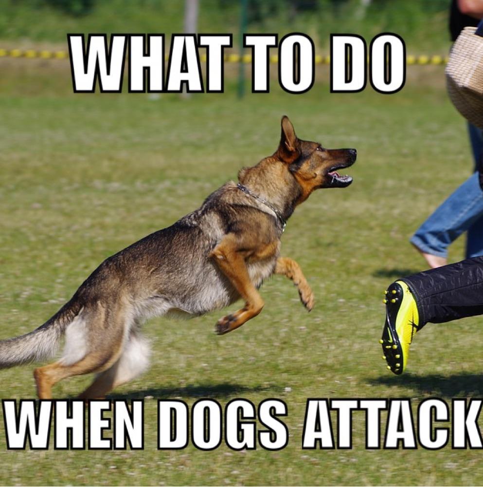 What To Do When Dogs Attack